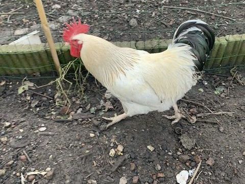 Coqs 20 59554 Sailly-lez-cambrai