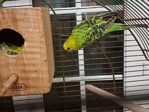 Perruches ondulées 15 79100 Saint-lger-de-montbrun