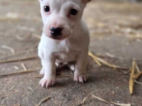 Chiot jack-russel 600 29400 Guimiliau