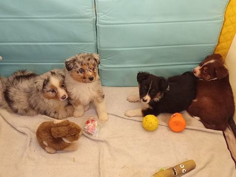 chiot berger australien  700 59244 Grand-fayt