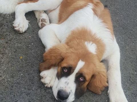 chiot saint bernard crois&eacute; cairn terrier 580 50600 Saint-hilaire-du-harcouët