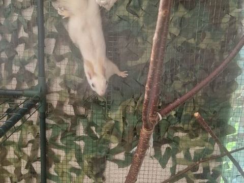 Écureuil 600 69540 Irigny