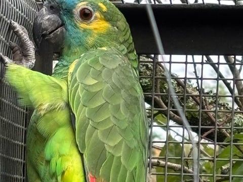 Couple perroquets amazone front bleu 1250 87500 Coussac-bonneval