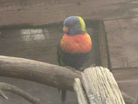 loriquet de Swainson 200 18240 Santranges