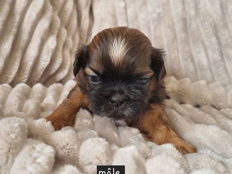Chiots shih tzu a r&eacute;server 1100 17000 La rochelle