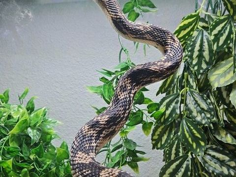 Pithuophis Melanoleucus femelle couleur beige marron blanc 100 38080 L'isle-d'abeau