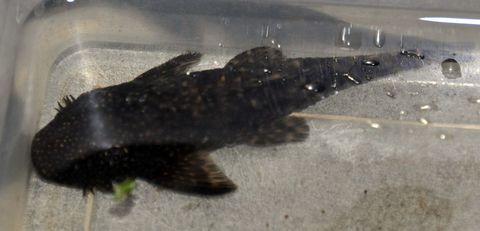 Ancistrus 5 93290 Tremblay-en-france