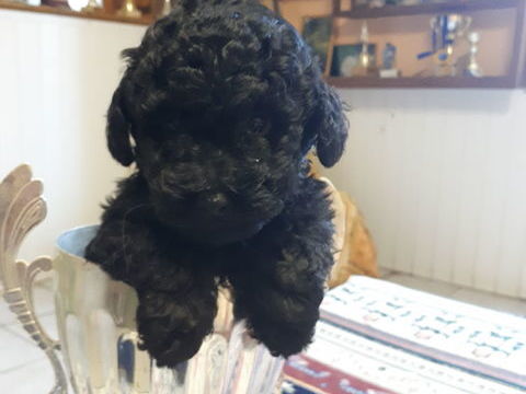 Bounty adorable petit caniche toy noir lof 1500 63340 Antoingt