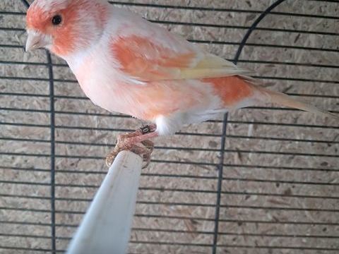 Couple canari  bagu&eacute; 2025 45 62890 Recques-sur-hem