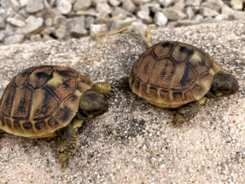 B&Eacute;B&Eacute;S TORTUES 25 13500 Martigues