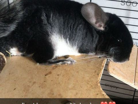 3 chinchillas + cage (peuvent &ecirc;tre s&eacute;par&eacute;s) 600 02200 Soissons