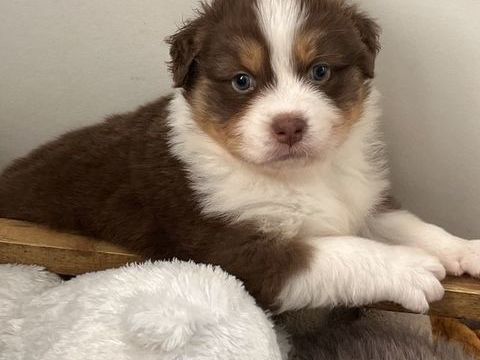 R&eacute;servation chiots Berger Australien non Lof 750 85300 Challans