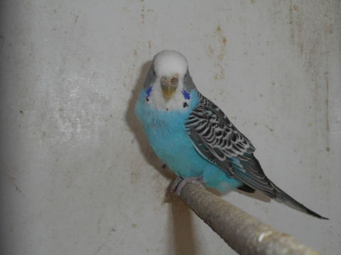 PERRUCHES ONDULEES 15 33140 Villenave-d'ornon