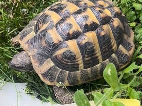 Avis de recherche tortue de terre MASSY 0 91300 Massy