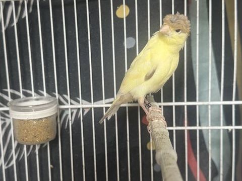 Canari huppé 30 93330 Neuilly-sur-marne