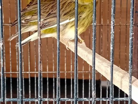 vend2 turquoisine male jaune ventre rouge 25e + canaris 10e 10 56620 Cl�guer