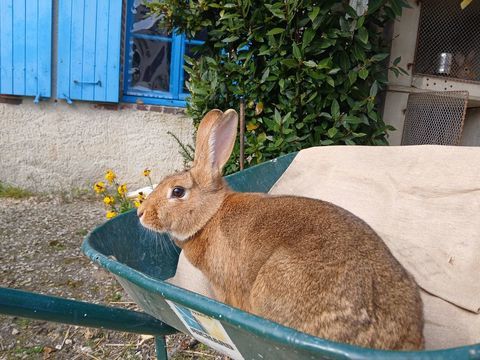 Lapine reproductive 30 77118 Bazoches-l�s-bray