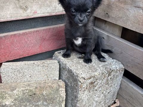 Chiot chihuahua 650 51330 Givry-en-argonne