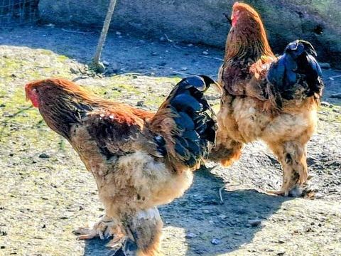 Coq brahma 10 43250 Sainte-florine