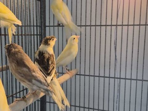 Canaris 0 86430 Luchapt