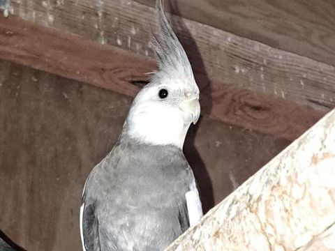 Oiseaux de cage et de voliere 30 40110 Morcenx