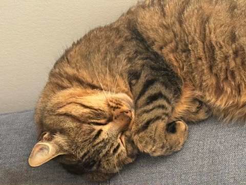 Luna, douce compagne de canap&eacute; en qu&ecirc;te d'un foyer 180 75010 Paris