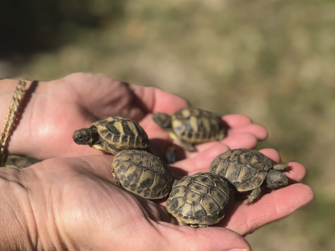 Bb tortue 90 91170 Viry-chtillon