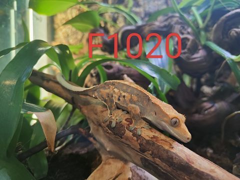 Femelle gecko à crête Correlophus ciliatus 0 59280 Armentires