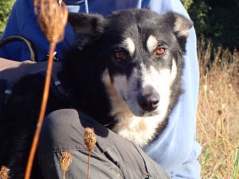 Kebab à l'adoption 300 59000 Lille