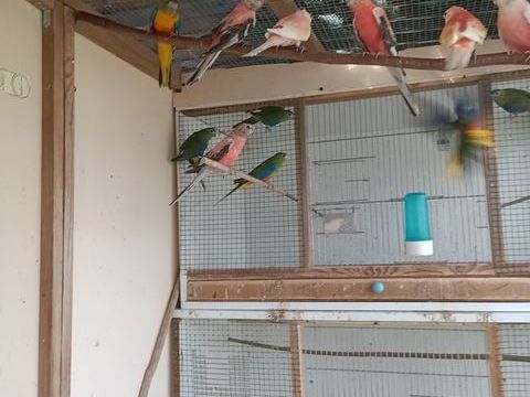 BOURKE
TURQUOISINE
TOUI  ET CROUPION
45 60140 Rosoy