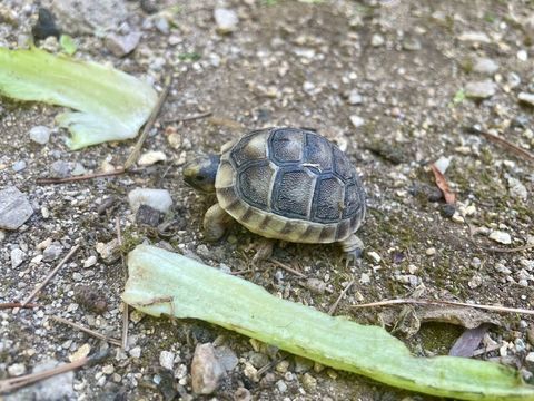 B&eacute;b&eacute;s tortues Marginata 2026 60 13400 Aubagne