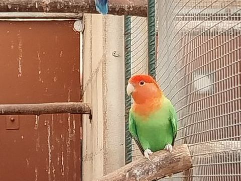 inseparable rosecolis et firher 30 28150 Voves