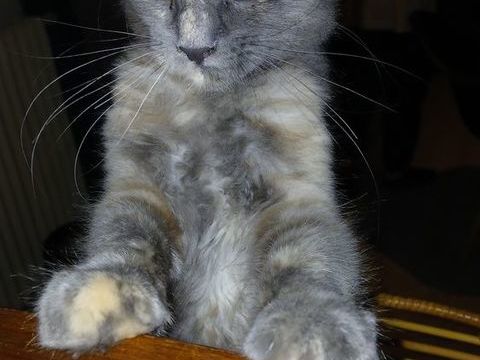 Magnifique chaton MaineCoon 780 93370 Montfermeil