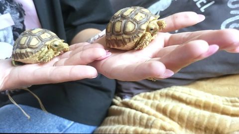 Sulcata 110 28500 Marville-moutiers-brl