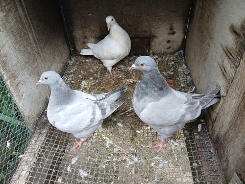 pigeon texan 20 31620 Fronton