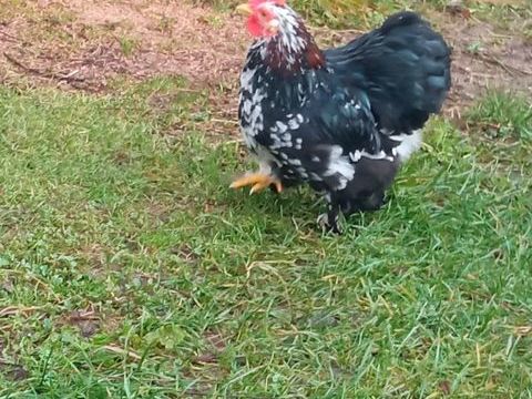 Pekin 5 44460 F�gr�ac