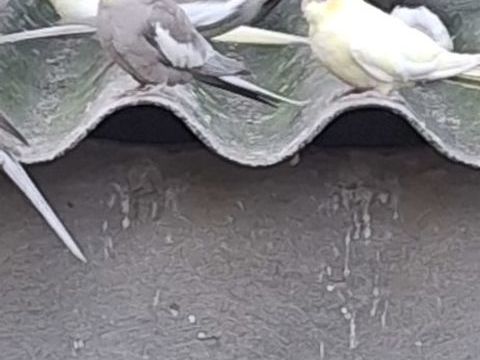 Calopsites 20 85360 La tranche-sur-mer