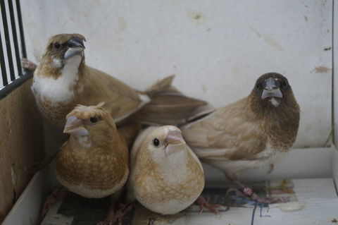 Oiseaux Moineau du Japon 7 45770 Saran