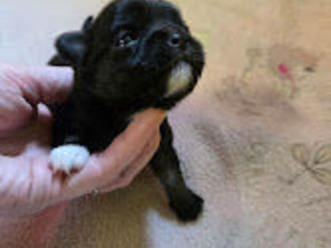 chihuahua 750 60120 Bonneuil-les-eaux