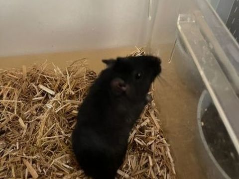 Gerbille femelle x2 en don 0 79330 Gl�nay