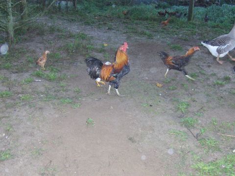 BEAU coq fermier n&eacute; le 25 juillet 2025 4 10 29233 Cl�der