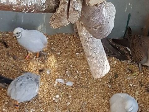 Cailles de chine 10 93160 Noisy-le-grand