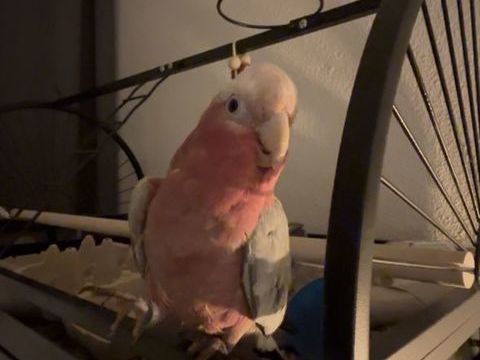 adorable jeune Perroquet rosalbin Male 1000 33260 La teste-de-buch