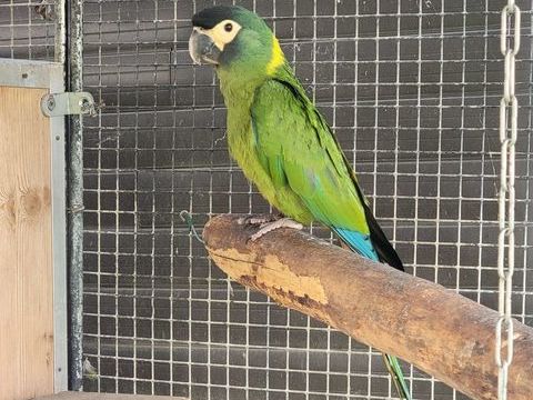 ara auricollis 500 85130 Les landes-genusson