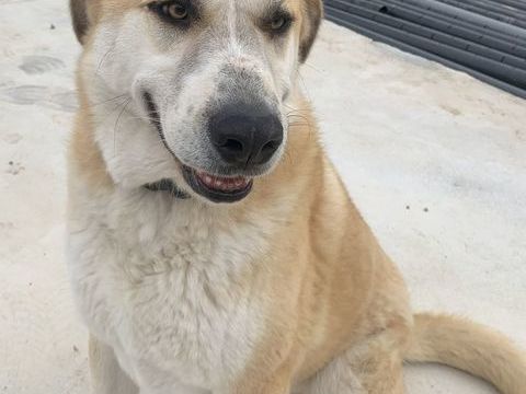 CHAUSSETTE, chien type berger , 3 ans 220 34500 B�ziers