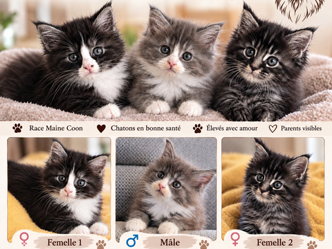 Maine Coon non loof 1100 54800 Conflans-en-jarnisy