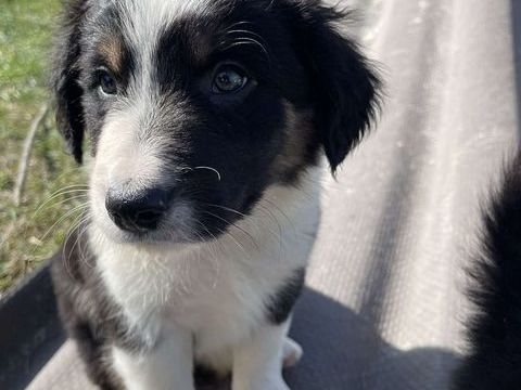 Magnifique chiot Border collie 0 82440 Ralville