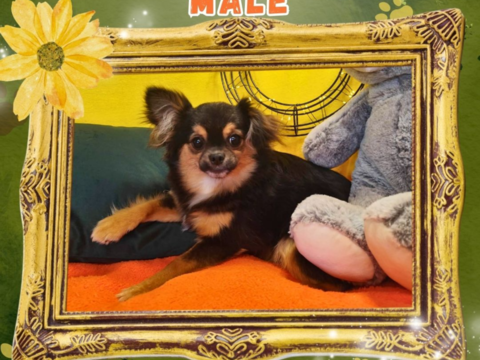 Chiot chihuahua m&acirc;le poils longs 500 18140 Pr�cy