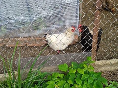 Poules Sussex 
15 62129 Inghem