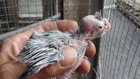 jeunes callopsites 15 01000 Bourg-en-bresse